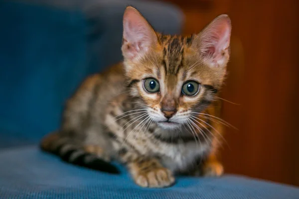 Charming bengal cat — Stock Photo, Image