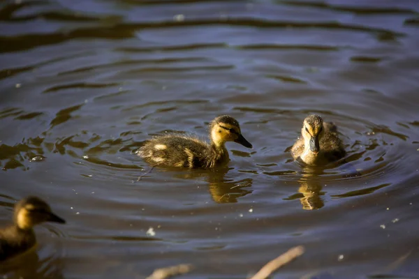 Patos bebés a nadar na lagoa — Fotografia de Stock