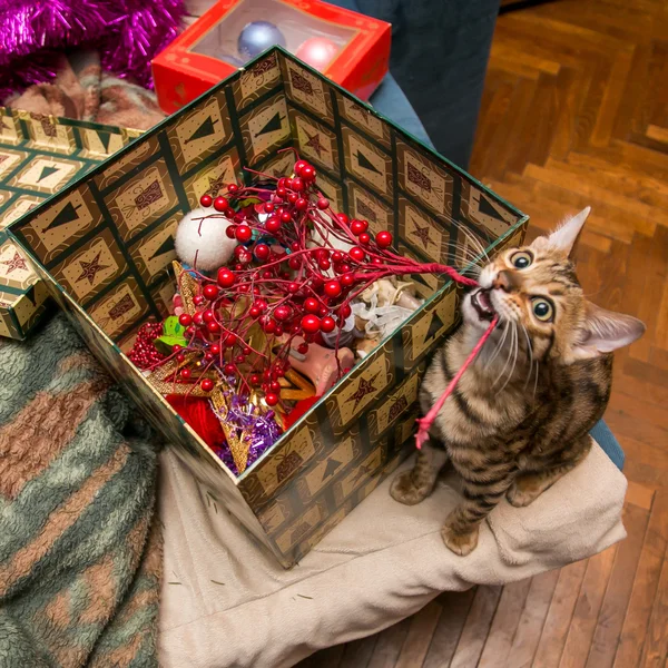 Bengal sevimli Noel kedi