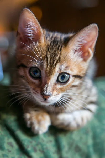 Büyüleyici bengal kedisi
