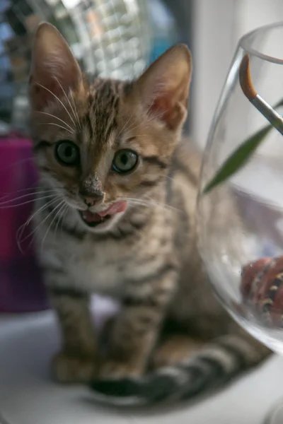 Büyüleyici bengal kedisi