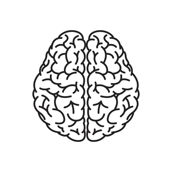 Visão superior do esboço do cérebro humano —  Vetores de Stock