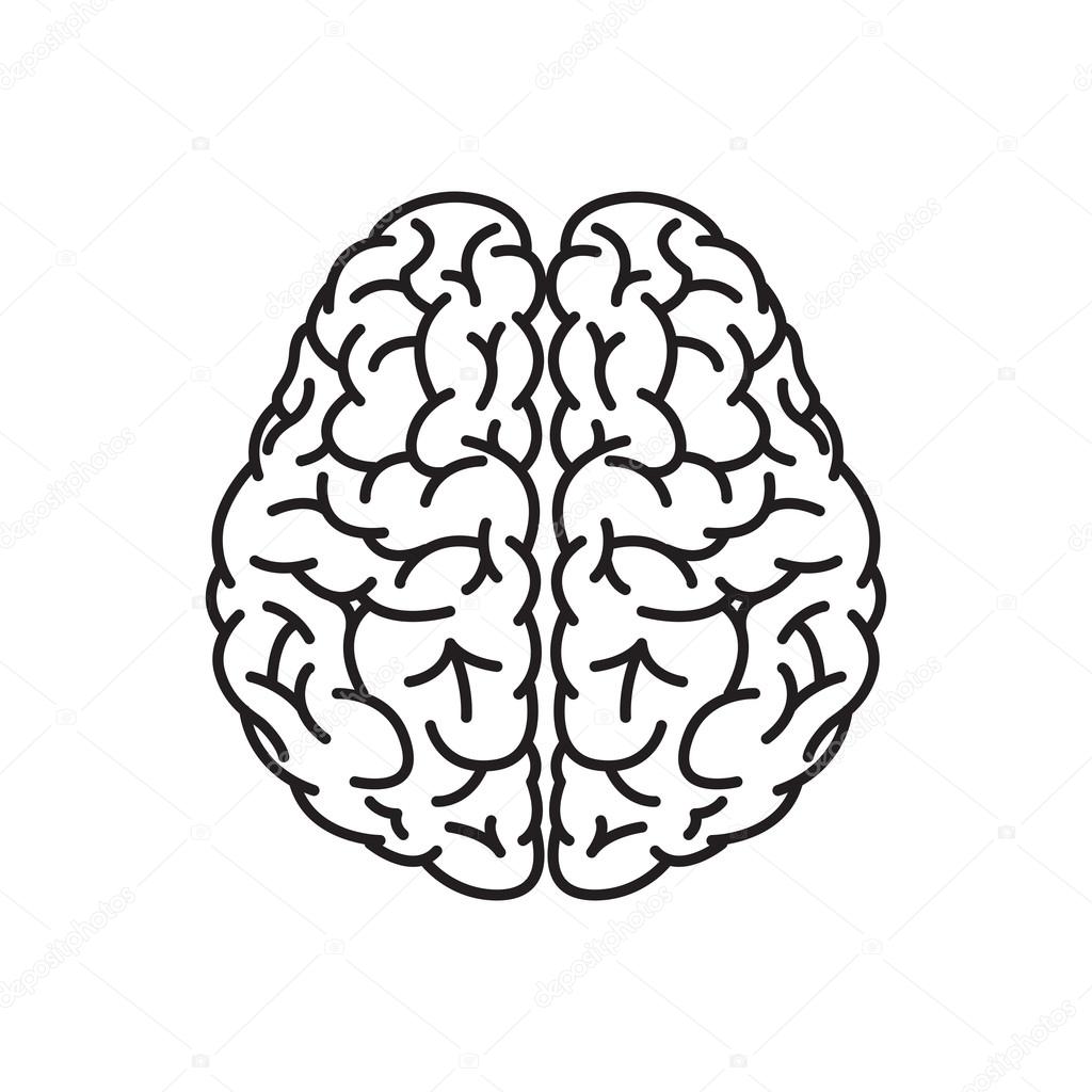 Human Brain Outline Top View