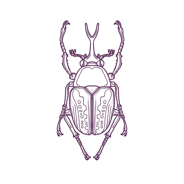 Anahat Scarab böceği böcek böcek — Stok Vektör