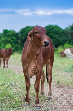 Amerikan Brahman inek sığır portre