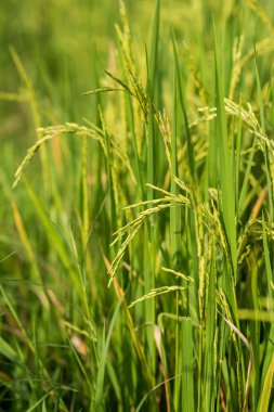 Tayland 'daki çeltik tarlası