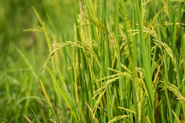 Arrozal campo de arroz en Tailandia — Foto de Stock