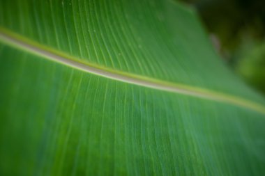 parlak yeşil arka plan doğa muz yaprakları.