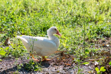 bir gübre tepe üzerinde ördek