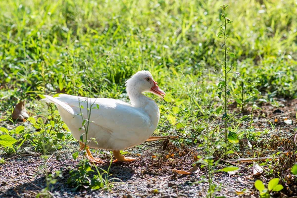 bir gübre tepe üzerinde ördek