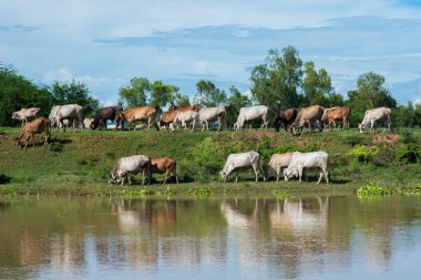 Brahman sığır kaldırdı dönüştürme kauçuk