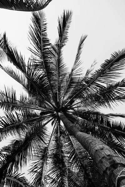 코코넛 야 자 나무 관점 보기, 섬의 풍경. 흑백 — 스톡 사진