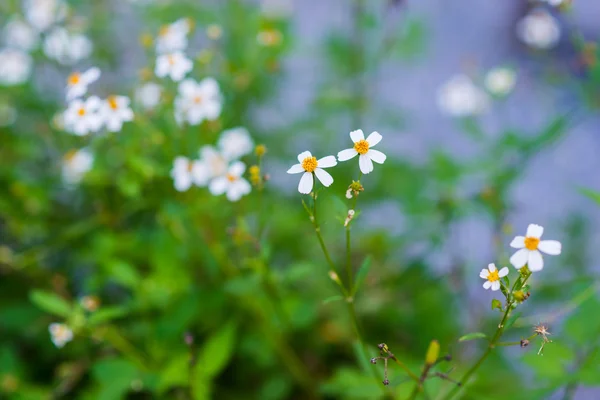 Colorful flowers in the garden — Stock Photo, Image