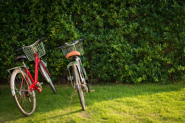 Bicicleta con pared de árbol — Foto de Stock