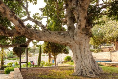 Yaşlı çınar ağacı