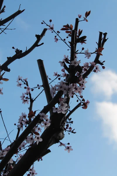 Цветущее весеннее дерево — стоковое фото