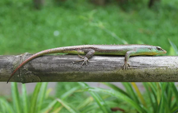 Exotisches grünes Reptil — Stockfoto