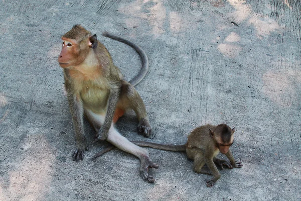 猿と赤ちゃん — ストック写真
