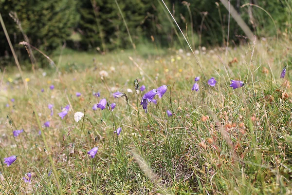 Літній синій польові квіти — стокове фото