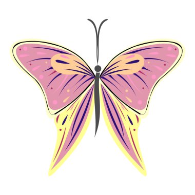 Vector illustration of insect, colorful butterfly, isolated on the white background