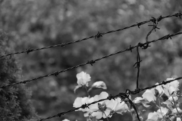 Fotografia Preto Branco Uma Flor Atrás Uma Treliça Farpada — Fotografia de Stock