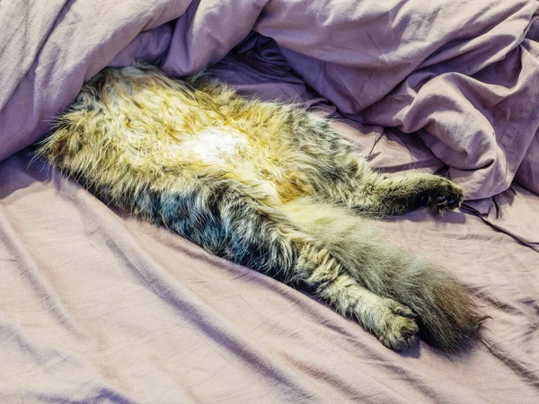 Kot jest zabawny śpiąc na łóżku leżąc na plecach pokryty kocem w połowie drogi — Zdjęcie stockowe