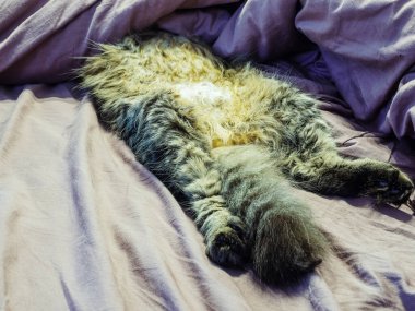 Kedi, sırtüstü uzanmış, battaniyeyle yarı yolda yatarken komiktir.