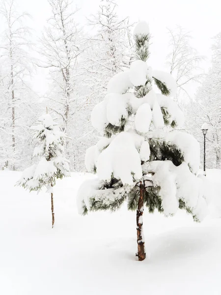 Ett pinjeträd täckt med snö på en snöig glänta mot trädens bakgrund en molnig dag — Stockfoto