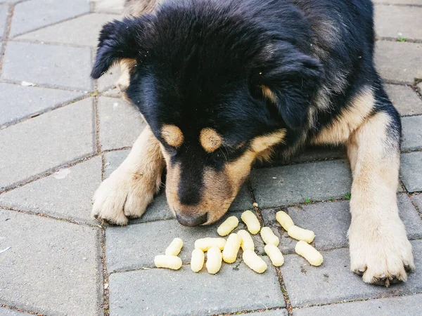 Black-beige mongrel dog sniffs corn sticks while lying on the paving slabs