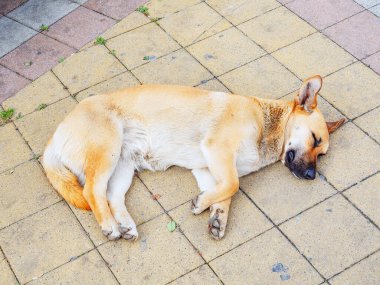 Kızıl, düz saçlı, kırma köpek kaldırım taşlarının üzerinde uyuyor.