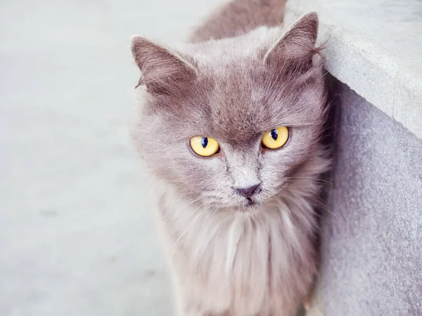 Сірий пухнастий кіт з жовтими очима стоїть біля бордюру. крупним планом фотографії — стокове фото