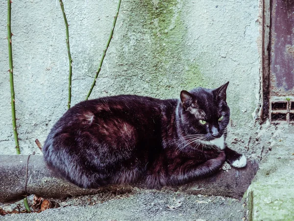 Um gato preto com um bigode branco jaz em um cachimbo perto da parede na rua — Fotografia de Stock