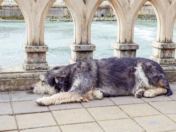 A homeless shaggy dog sleeps near the railing on the river embankment