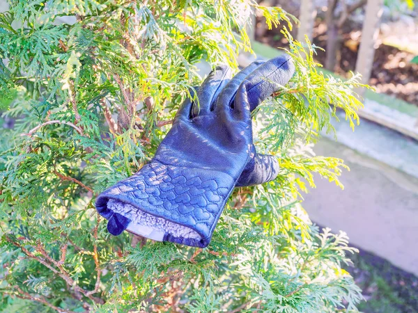 Un guante femenino de cuero negro cuelga de las ramas de thuja. Cosa perdida —  Fotos de Stock