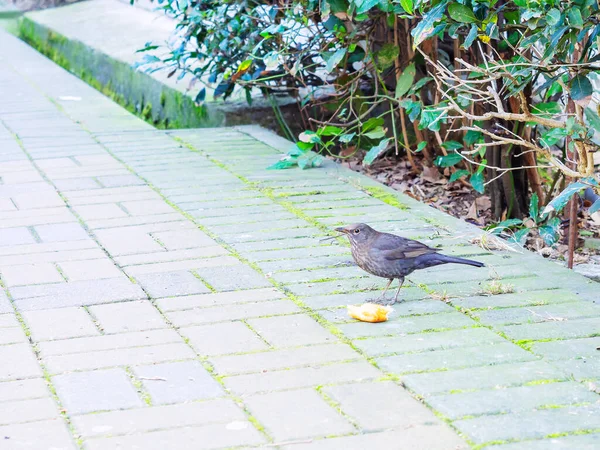 Bir parça ekmeğin üzerinde bir ardıç kuşu bir kaldırım levhasının üzerinde çalıların arkasında duruyor. — Stok fotoğraf