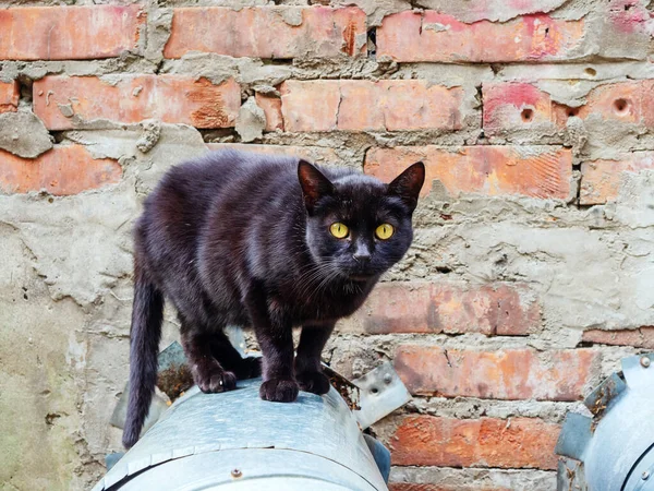 Чорний кіт з жовтими очима стоїть на трубі на фоні цегляної стіни — стокове фото
