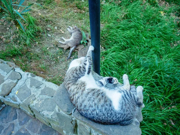 Tabby macska -val egy fehér has alszik -on járda mellett egy lámpaoszlop — Stock Fotó