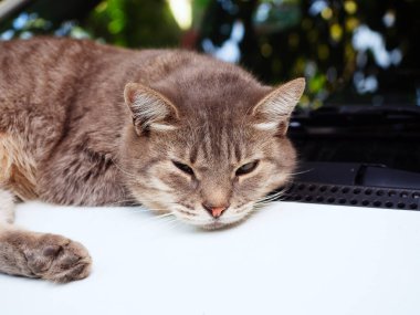 Beyaz bir arabanın kaputunda yatan gri bir kedinin portresi. Yakın plan fotoğraf.