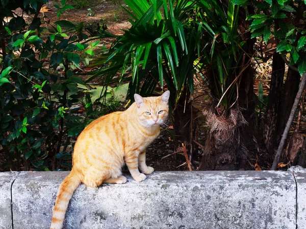 Um gato de mesa de gengibre com uma olhada de popa senta-se em uma borda perto de uma palmeira e um arbusto — Fotografia de Stock