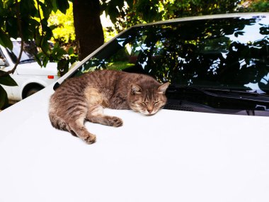 Gri tekir kedi bir ağacın altında beyaz bir arabanın kaputunda uyur.