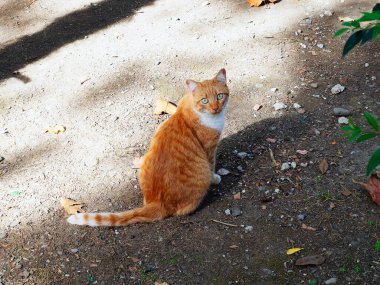 Beyaz göğüslü tekir kedisi bahçede yerde oturuyor.
