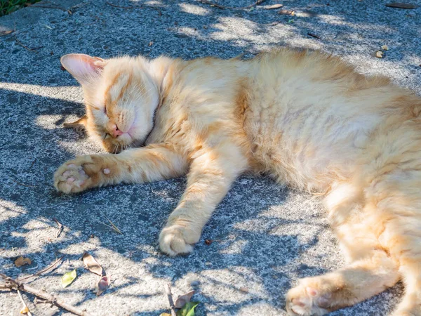 Милий червоний пухнастий кошеня спить зовні в тіні на тротуарі — стокове фото