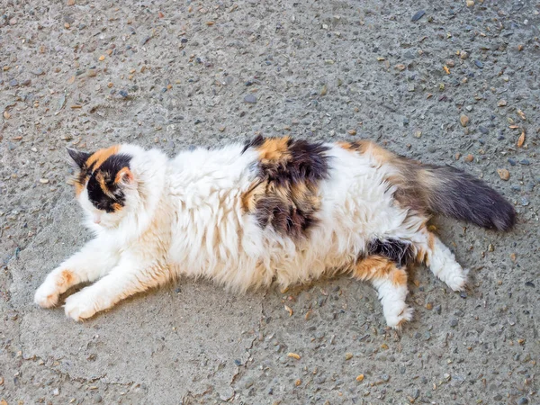 Fluffy gordura tricolor gato com o cabelo sujo encontra-se no asfalto na rua — Fotografia de Stock