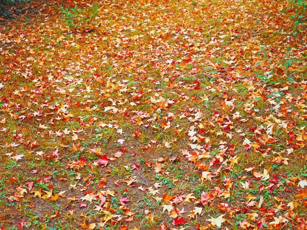 Um gramado variegado espalhado com folhagem de bordo de outono vermelha e laranja. Foto em tela cheia — Fotografia de Stock