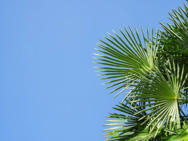 Parlak ve bulutsuz mavi gökyüzüne uzanan yemyeşil palmiye dalları