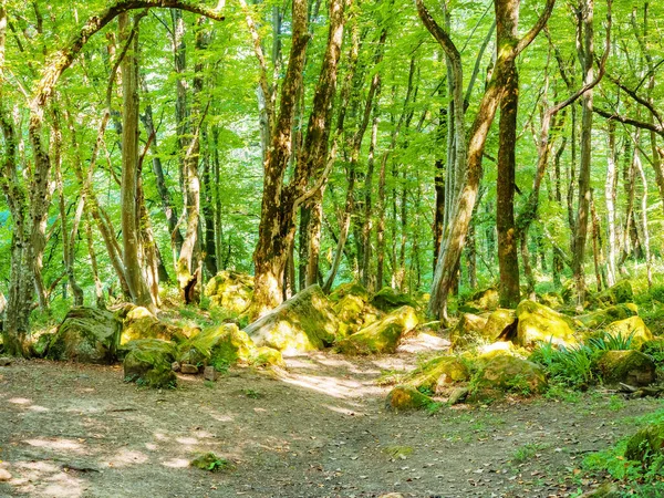 Floresta decídua verde com pedras moscovadas iluminadas pelo sol brilhando através da folhagem — Fotografia de Stock