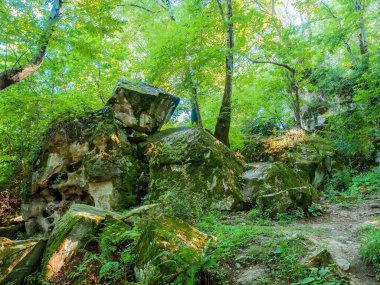 Ağaçlar ve eğreltiotları arasında yaprak döken ormandaki yosunlarla kaplı dev taşlar.