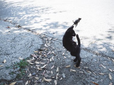 Sokakta ölü bir kuşla oynayan küçük siyah kedi yavrusu.