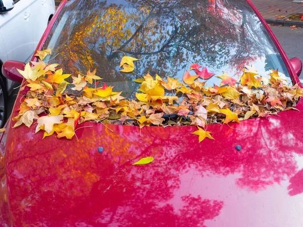 Klon pomarańczowy liście rozrzucone przednią szybę czerwonego błyszczącego samochodu — Zdjęcie stockowe