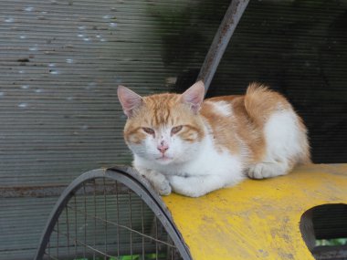 Kirli burunlu kırmızı beyaz bir kedi çöp tenekesinin sarı kapağında yatıyor.